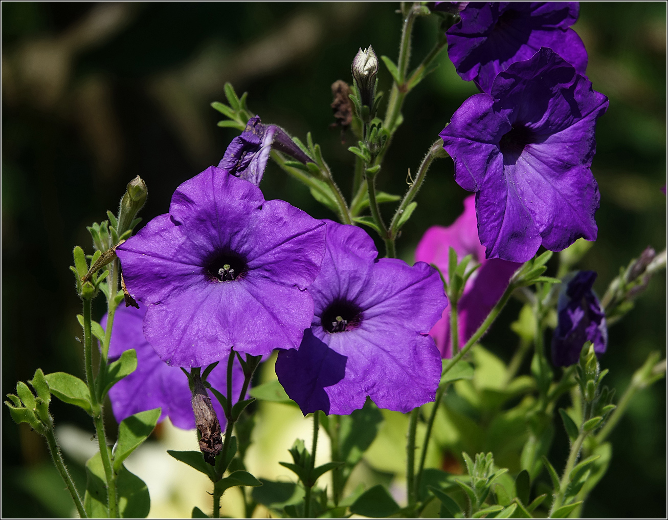 Image of Petunia × atkinsiana specimen.