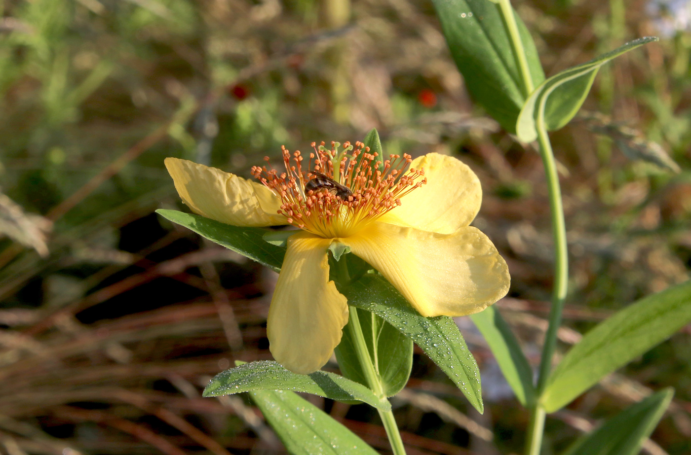 Image of Hypericum ascyron specimen.