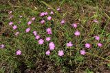 Dianthus versicolor