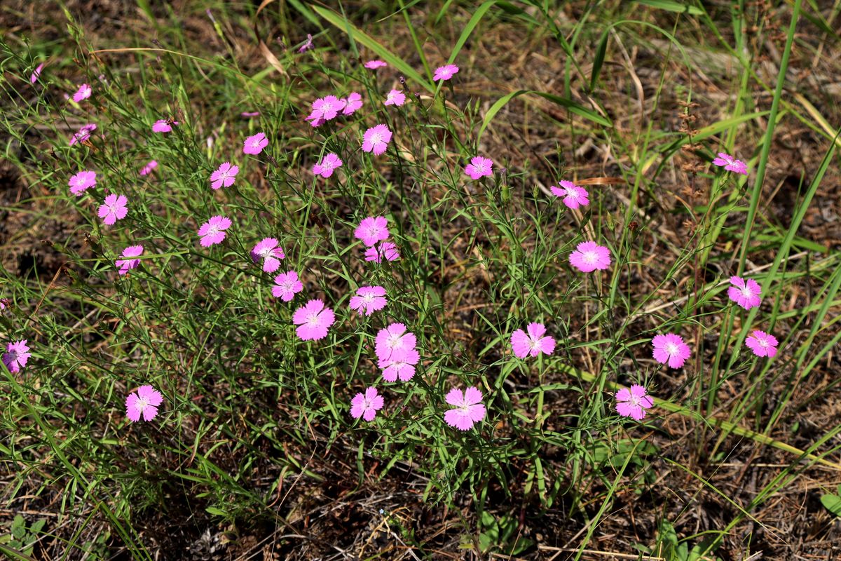 Изображение особи Dianthus versicolor.