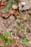 Geranium rotundifolium. Часть цветущего и плодоносящего растения. Узбекистан, Ташкентская обл., хр. Каржантау, склон р. Аюбсай, крупнообломочная осыпь. 26.05.2022.