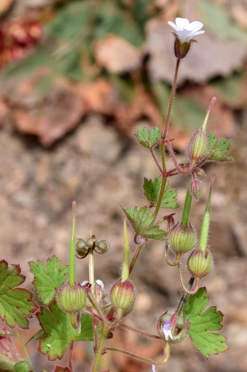 Изображение особи Geranium rotundifolium.