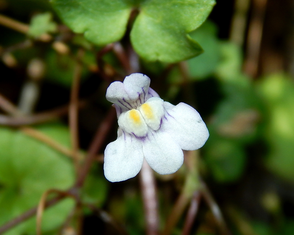 Image of Cymbalaria muralis specimen.