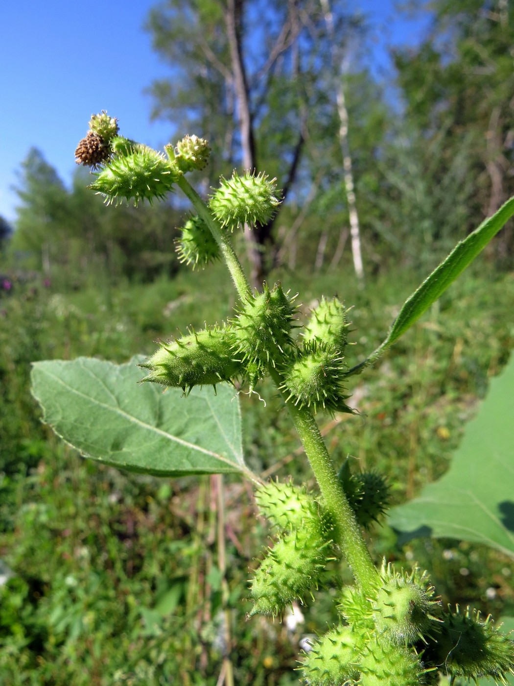 Image of Xanthium strumarium specimen.