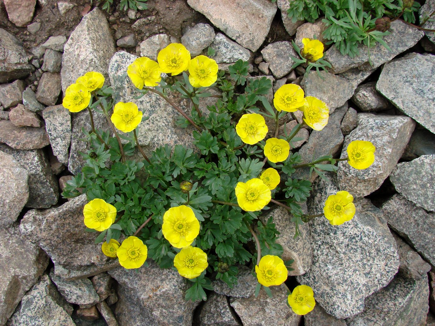 Image of Ranunculus rufosepalus specimen.