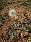 род Taraxacum