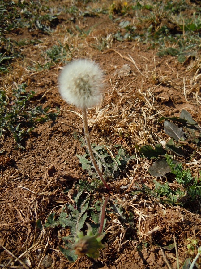 Изображение особи род Taraxacum.