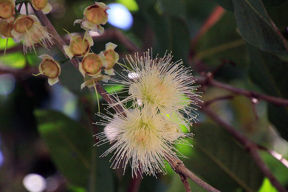 Изображение особи Syzygium samarangense.