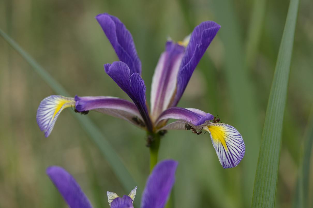 Изображение особи Iris sogdiana.