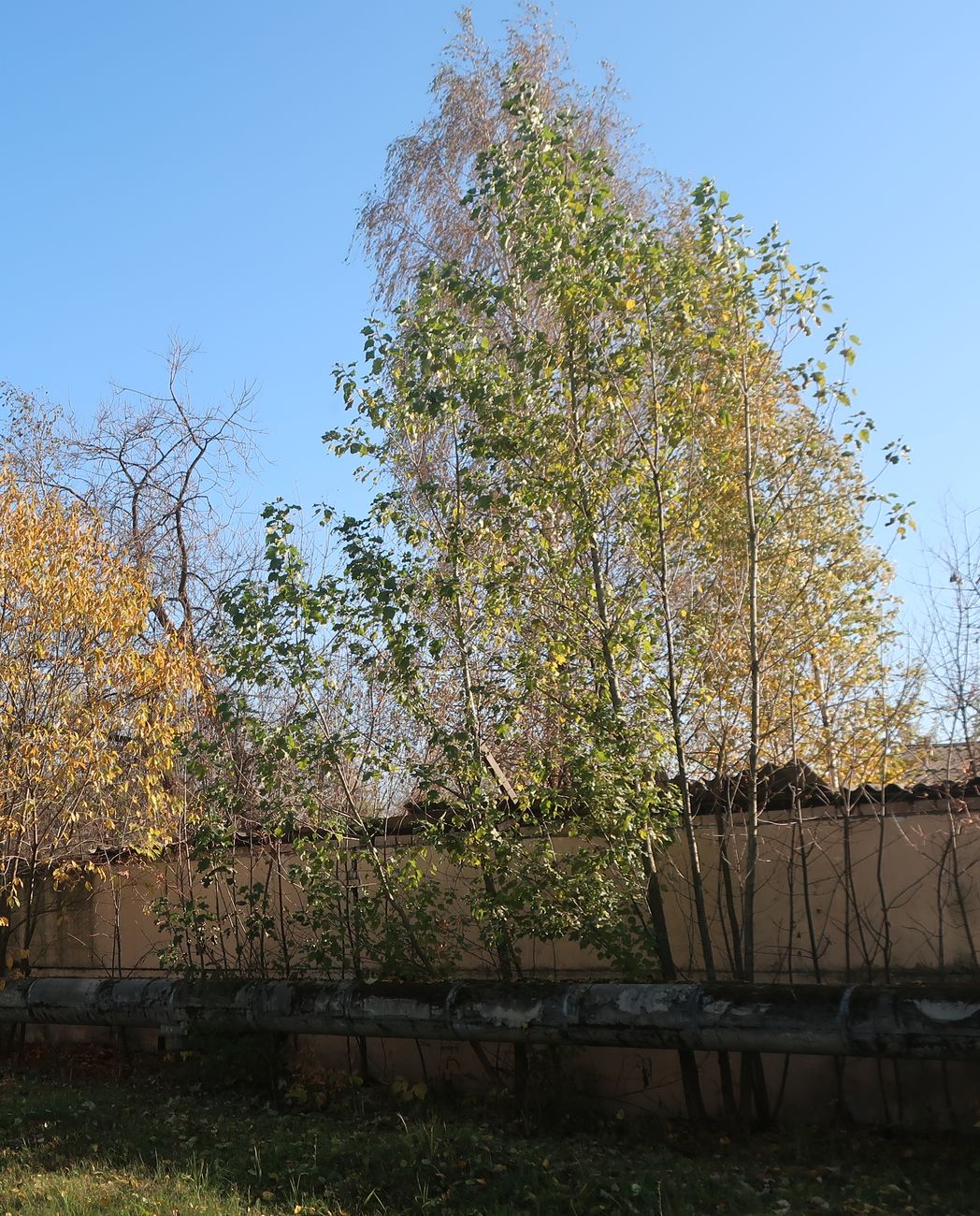 Image of Populus &times; berolinensis specimen.