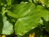 Ficaria verna