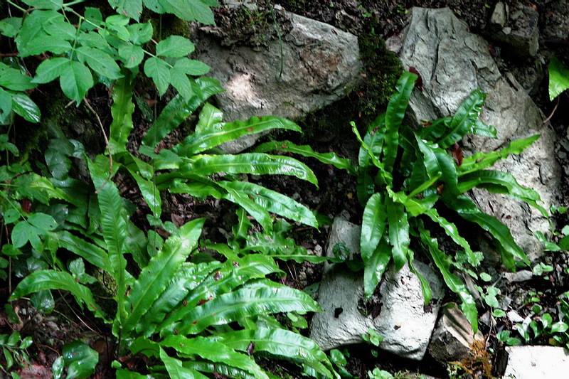 Image of Phyllitis scolopendrium specimen.