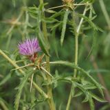 Centaurea calcitrapa. Часть побега с соцветием. Крым, Бахчисарайский р-н, пос. Соколиное, окраина. 8 июля 2020 г.