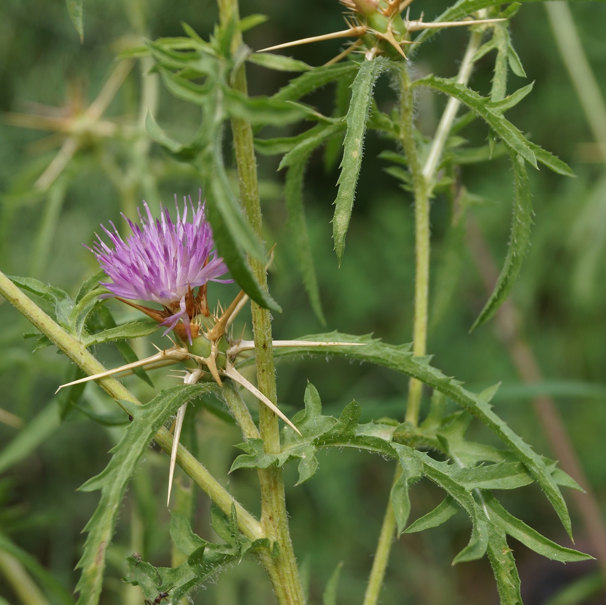 Image of Centaurea calcitrapa specimen.