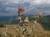 Cirsium euxinum. Верхушка растения с соцветиями. Краснодарский край, м/о г. Геленджик, хр. Маркотх, гора Иорданова, ≈ 650 м н.у.м., горный луг. 23.07.2016.