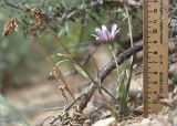 Tragopogon marginifolius. Цветущее растение с прошлогодними сухими генеративными побегами. Казахстан, Мангистауская обл., Мангистауский р-н, 480 км трассы А-33; щебнисто-глинистая пустыня. 06.06.2022.