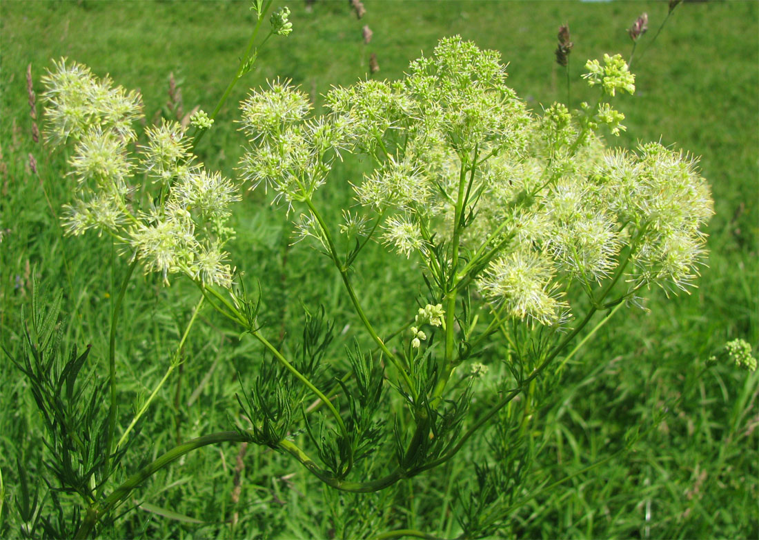 Image of Thalictrum lucidum specimen.