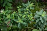 Euphorbia glaberrima. Верхушка плодоносящего растения. Ингушетия, Джейрахский р-н, перевал Цей-Лоам, ≈ 2200 м н.у.м., луговой склон, у подножия скалы. 24.07.2022.
