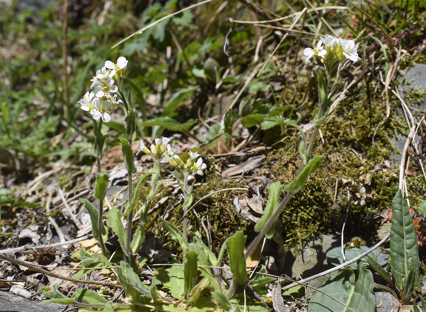 Изображение особи Arabis alpina.