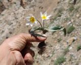 Tulipa biflora