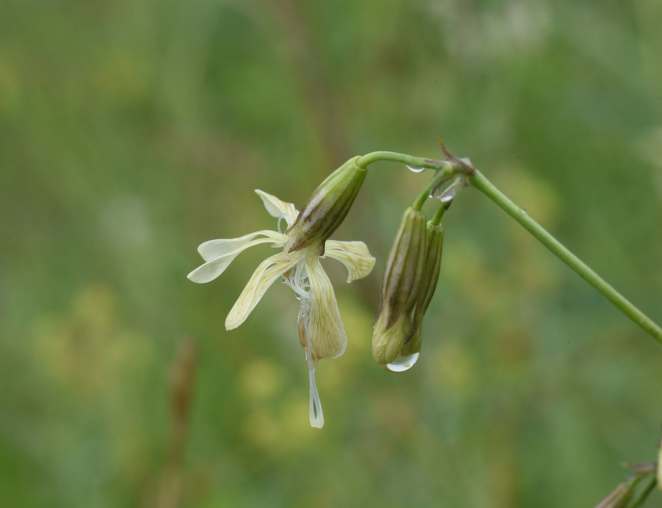 Image of Silene saxatilis specimen.