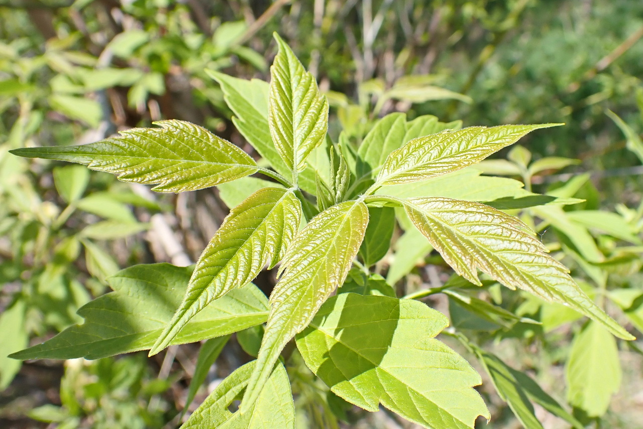 Image of Acer negundo specimen.