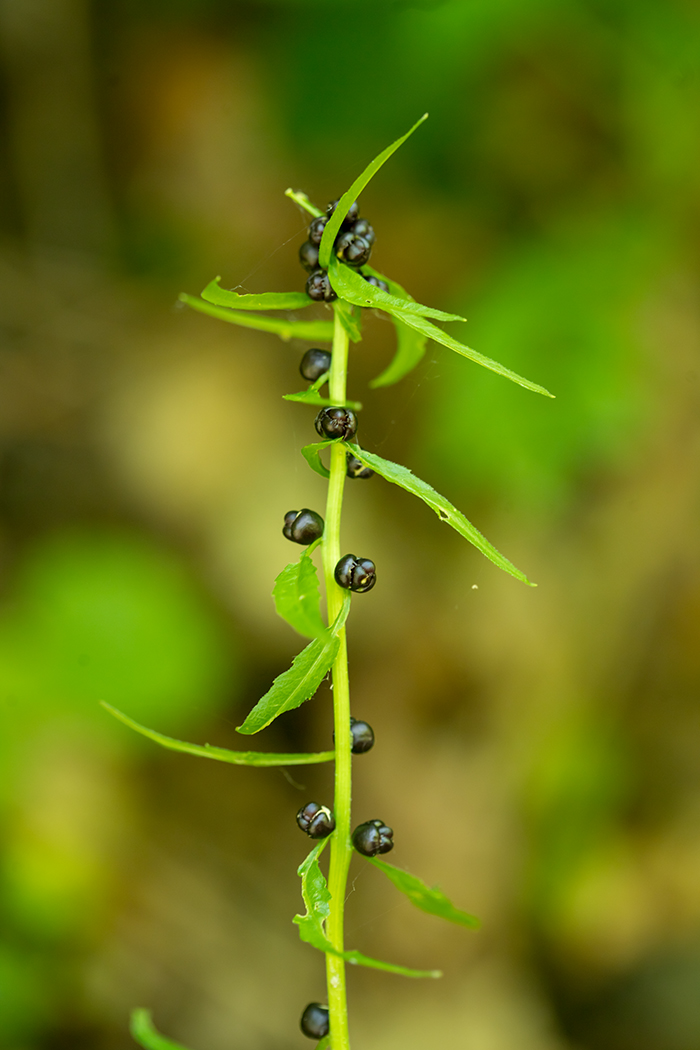 Image of Cardamine bulbifera specimen.