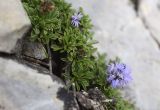 Globularia repens