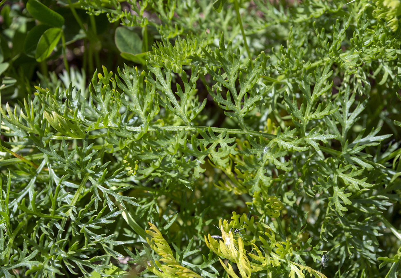 Изображение особи Pyrethrum coccineum.