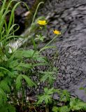 Trollius riederianus. Цветущее растение. Хабаровский край, р-н им. Полины Осипенко, хр. Дуссе-Алинь, окр. оз. Тюленье, ≈ 1200 м н.у.м., берег ручья. 19.07.2021.