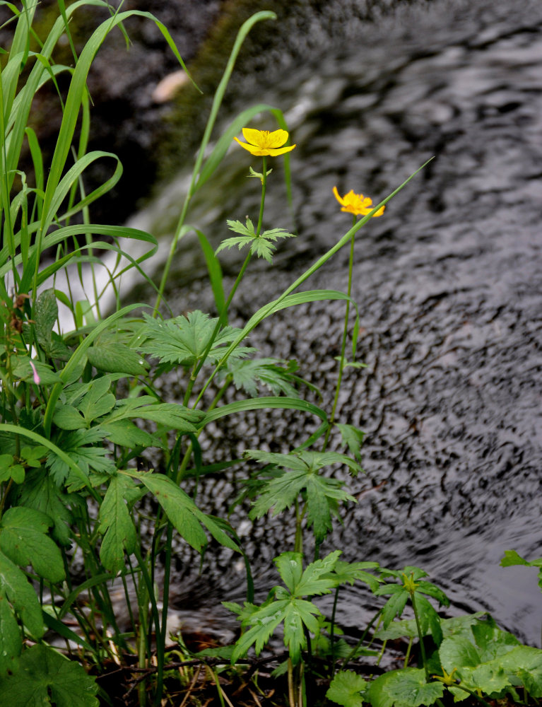 Изображение особи Trollius riederianus.