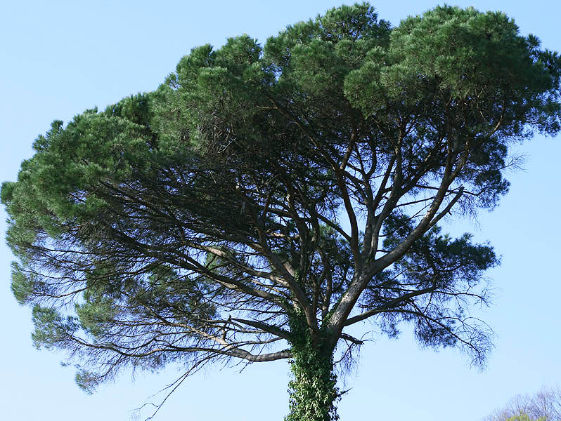 Изображение особи Pinus pinea.