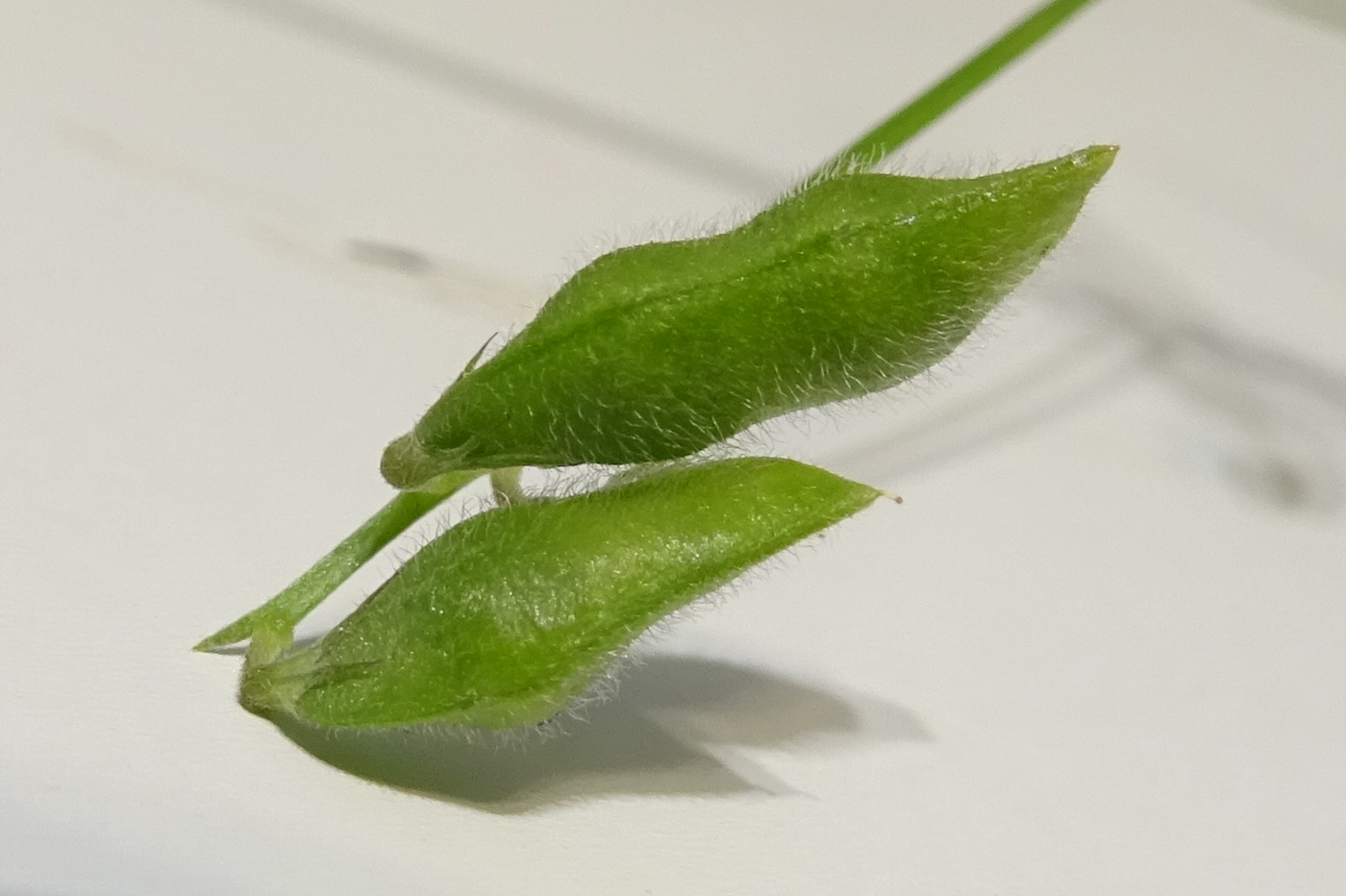 Изображение особи Vicia hirsuta.