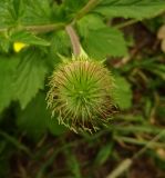 Geum urbanum. Плод. Московская обл., ГО Подольск, мкр-н Климовск, тропинка по краю леса вдоль железной дороги. 27.06.2023.