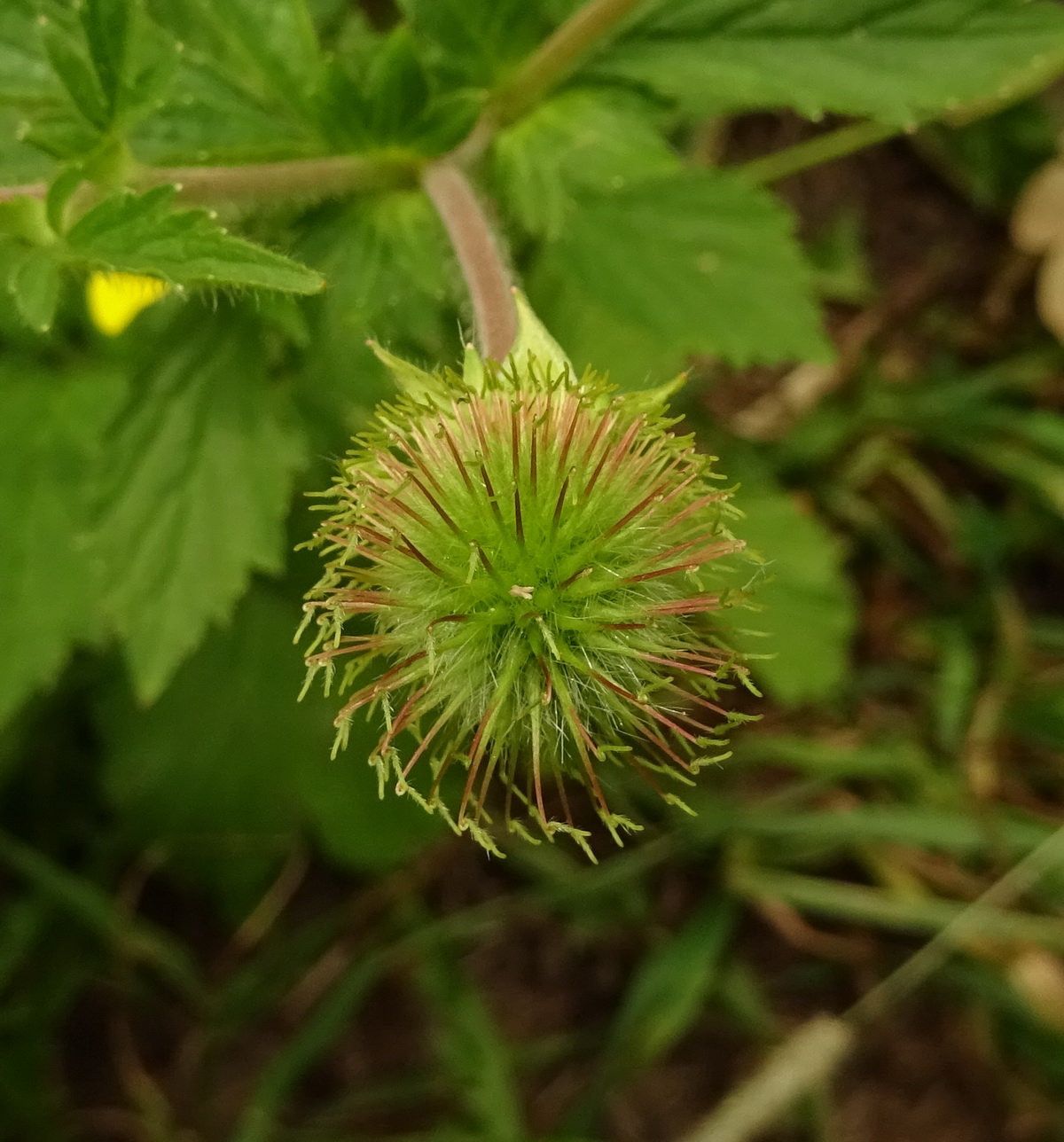 Изображение особи Geum urbanum.