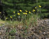 Potentilla arenosa. Цветущие растения. Республика Саха, Оленёкский улус, басс. р. Олломокит, ок. 600 м н.у.м., граница лиственничного леса на склоне плато. 31.07.2023.