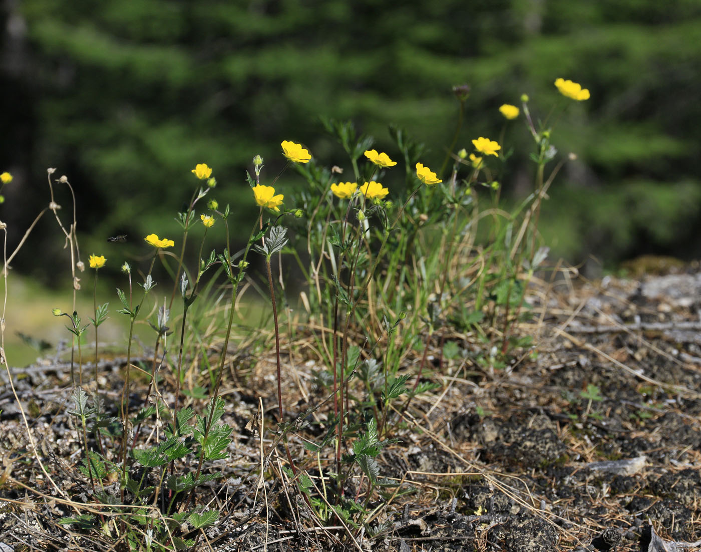 Image of Potentilla arenosa specimen.