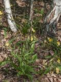 Epipactis atrorubens