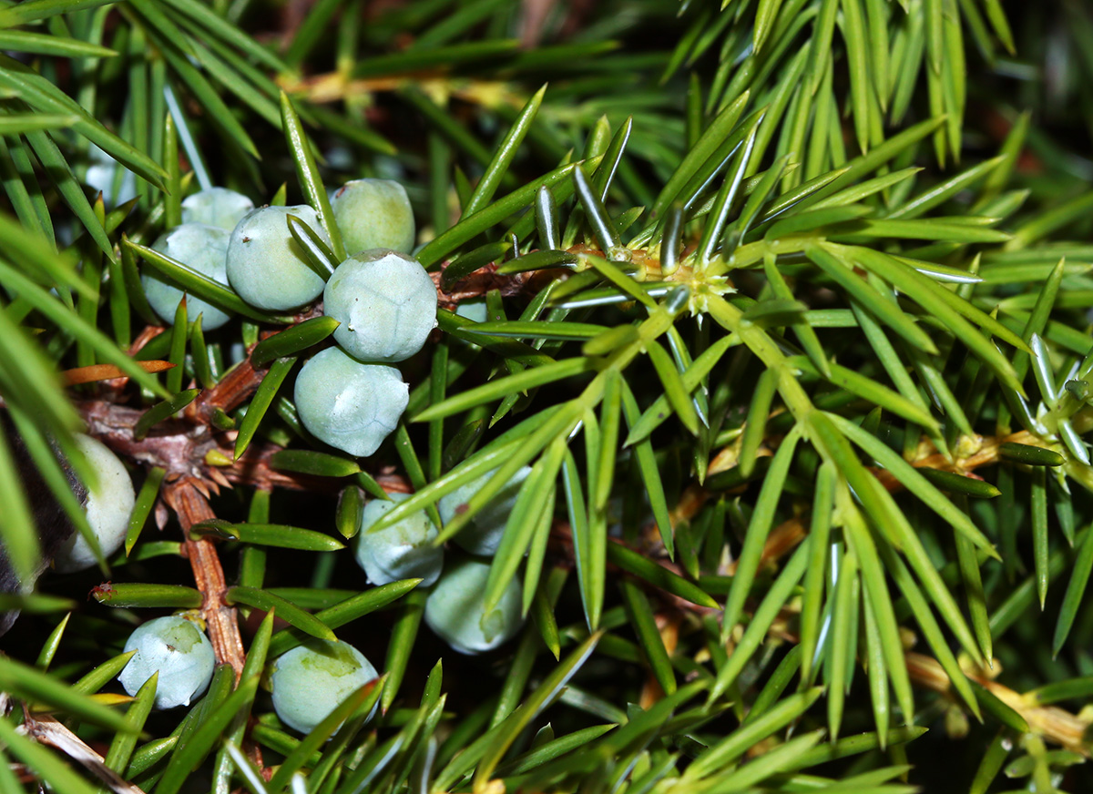 Image of Juniperus rigida specimen.