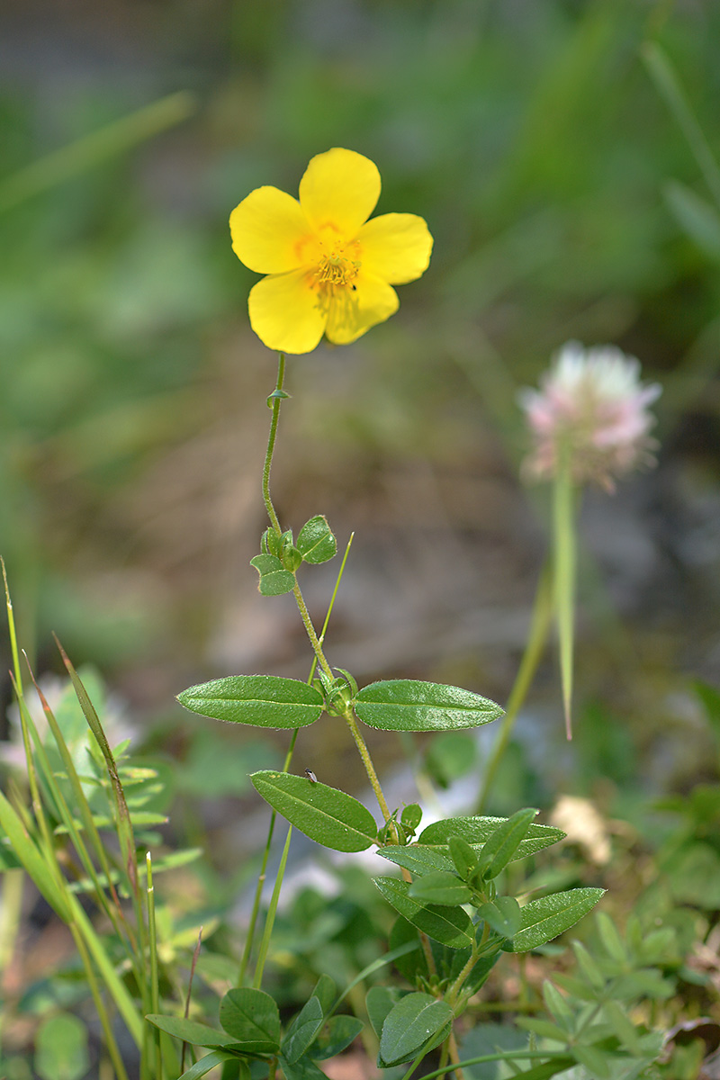 Изображение особи Helianthemum nummularium.