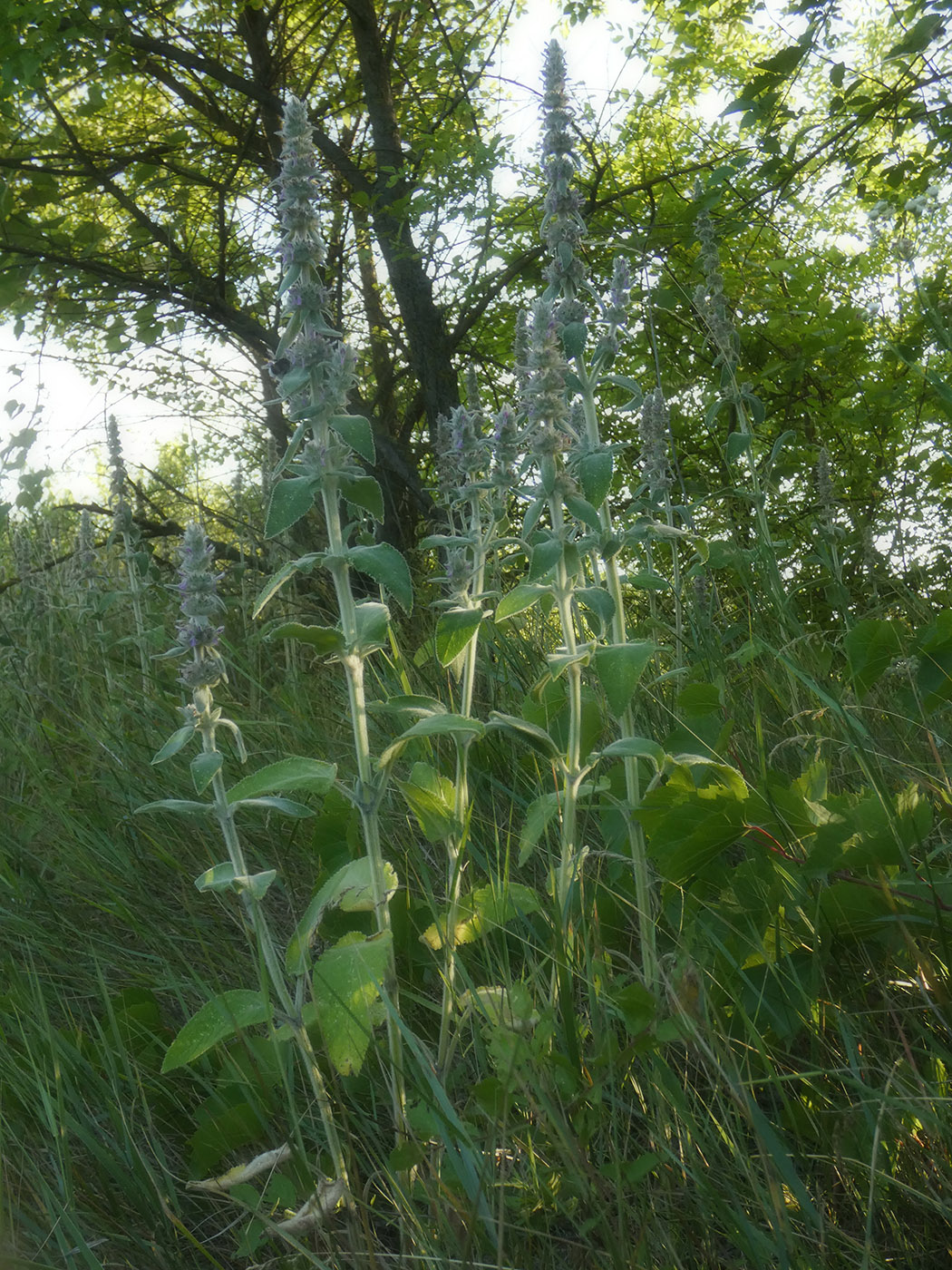 Image of Stachys germanica specimen.