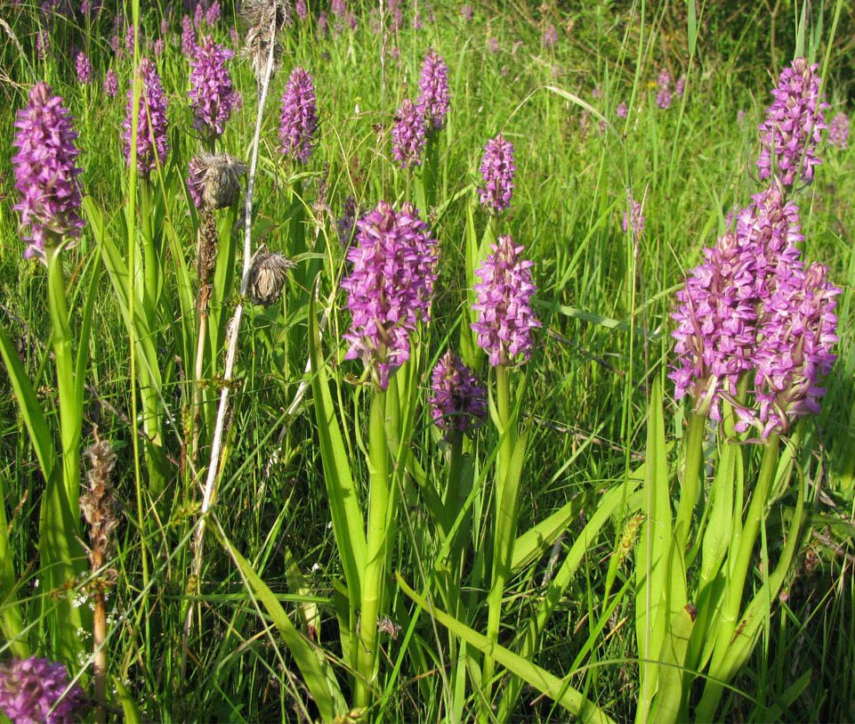 Изображение особи Dactylorhiza incarnata.