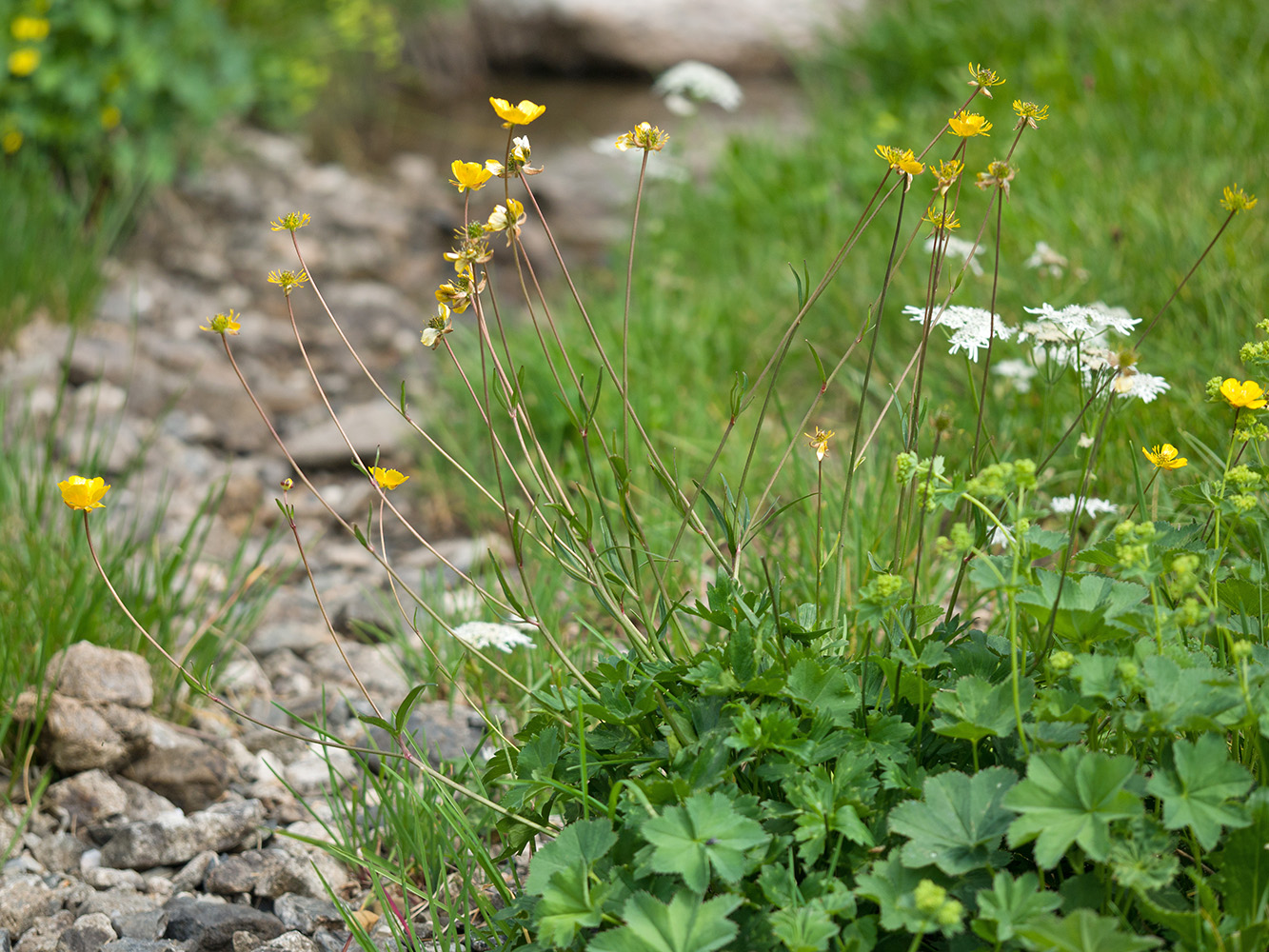 Image of Ranunculus oreophilus specimen.