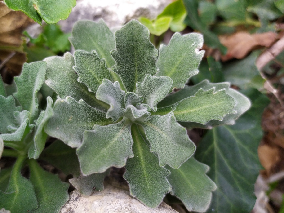 Image of Arabis caucasica specimen.