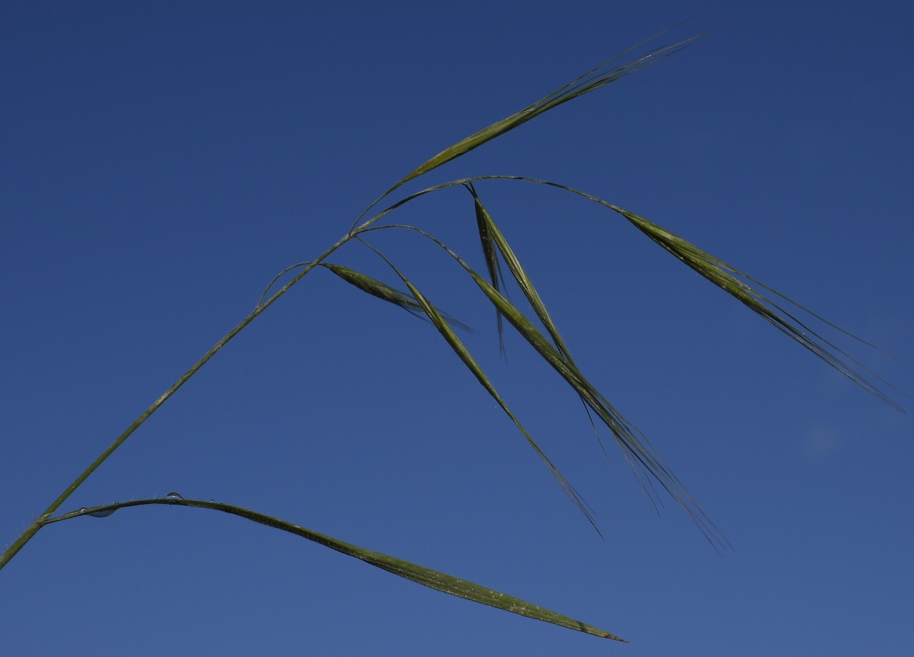 Image of genus Anisantha specimen.