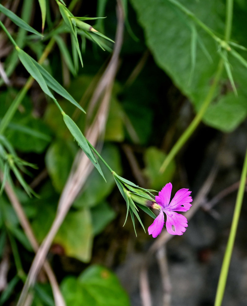 Изображение особи Dianthus imereticus.