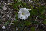 Calystegia sepium. Цветок. Чечня, Шаройский р-н, левый берег р. Шароаргун, 50 м выше устья р. Кенхи, обочина дороги. 12 августа 2023 г.