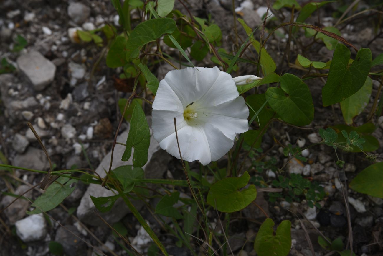 Image of Calystegia sepium specimen.