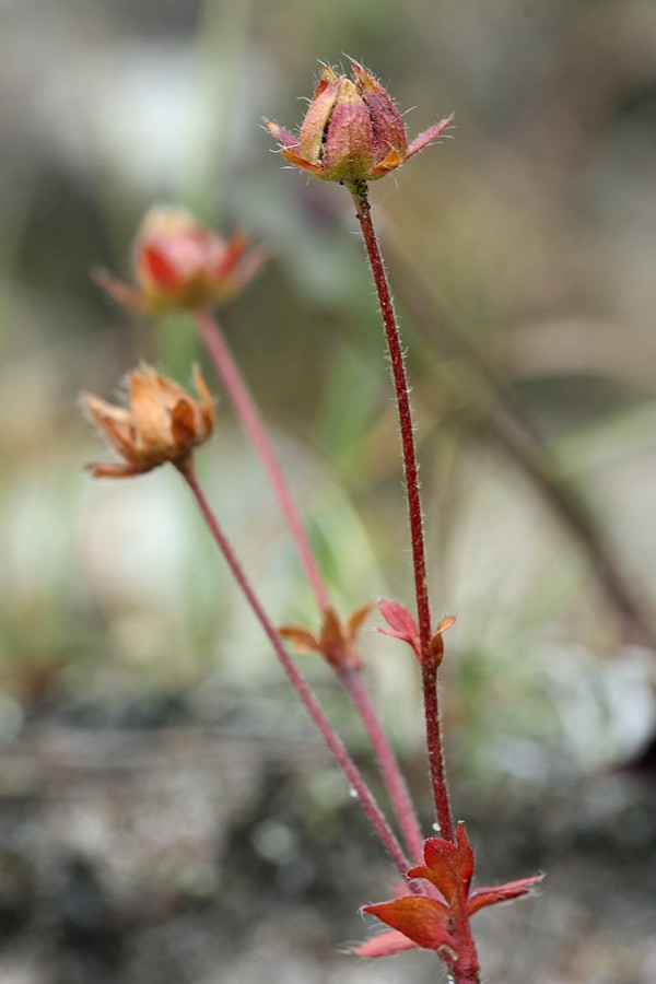 Image of Potentilla crantzii specimen.