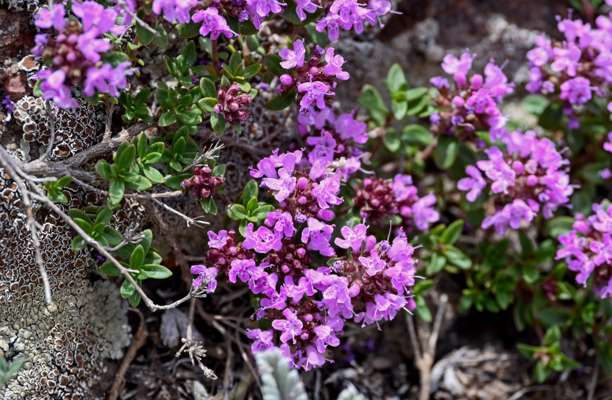 Изображение особи род Thymus.